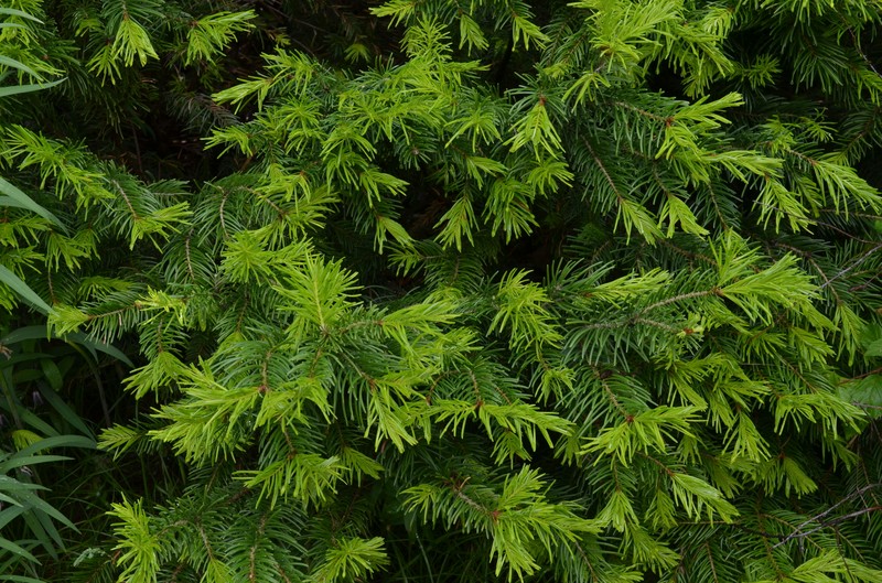 Abies sibirica subsp. semenovii