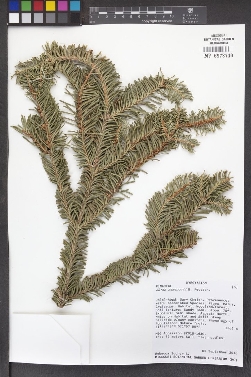 Abies sibirica subsp. semenovii photo 2
