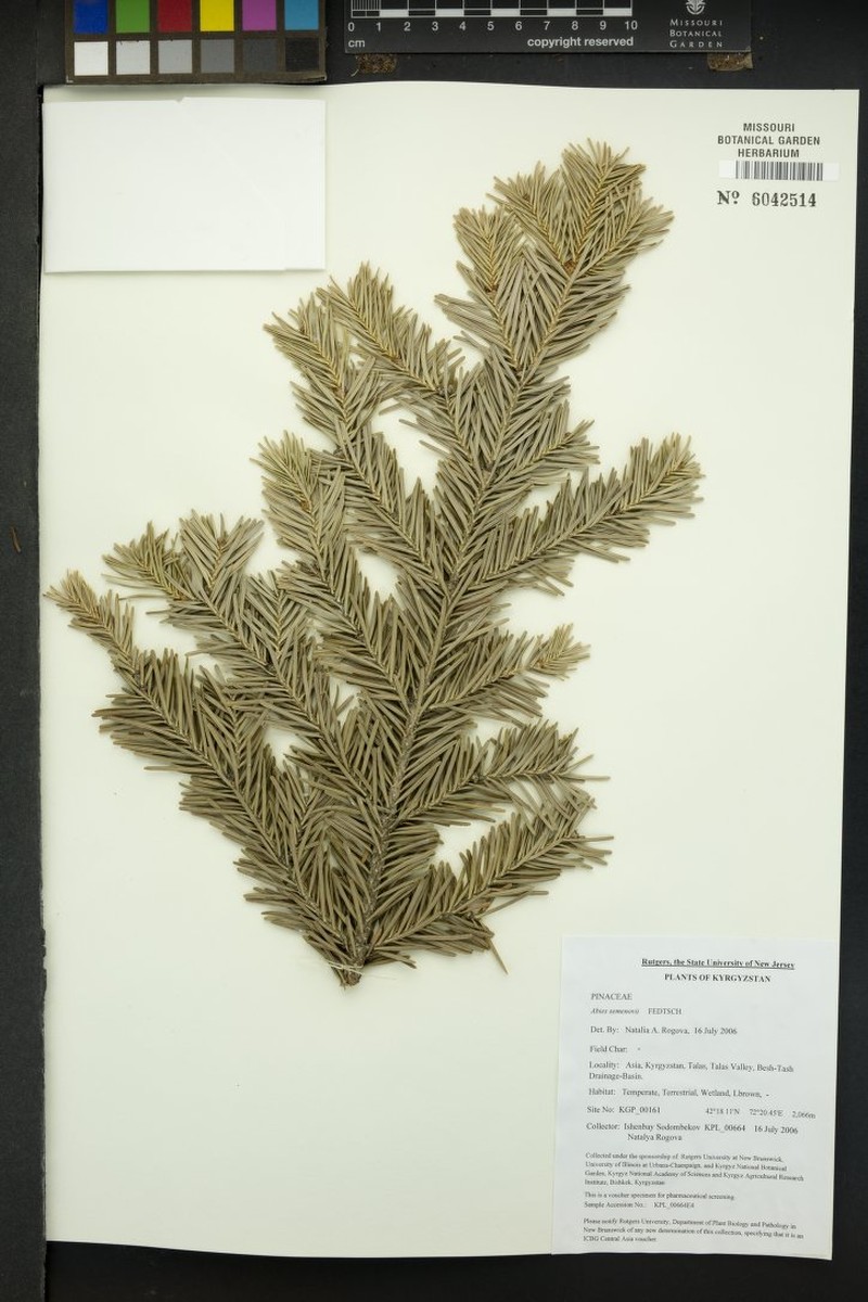 Abies sibirica subsp. semenovii photo 3