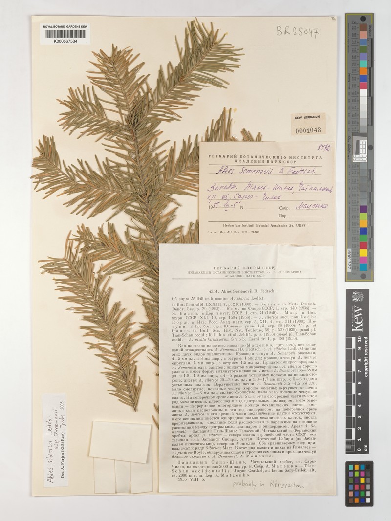 Abies sibirica subsp. semenovii photo 4