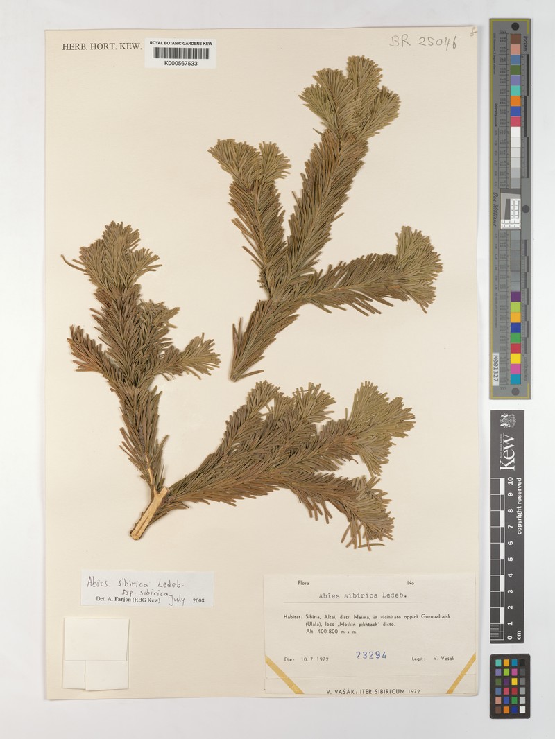Abies sibirica subsp. sibirica