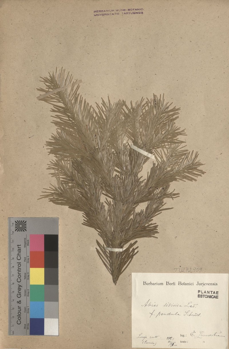Abies sibirica subsp. sibirica photo 2