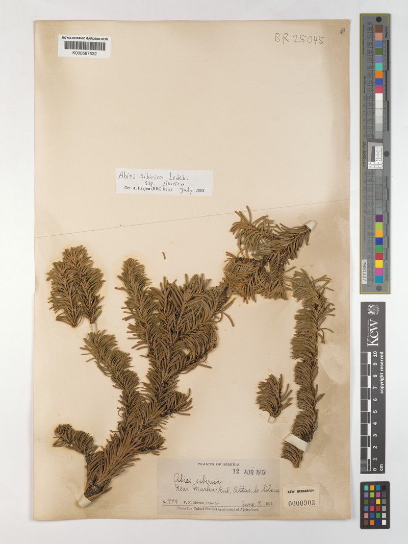 Abies sibirica subsp. sibirica photo 3
