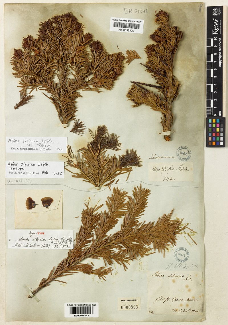 Abies sibirica subsp. sibirica photo 4