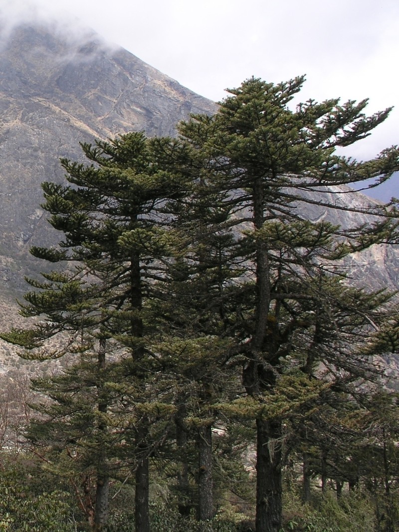 Abies spectabilis photo 2