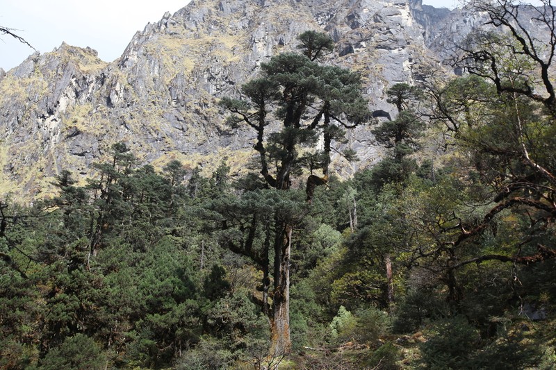 Abies spectabilis photo 3
