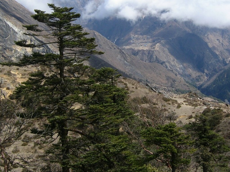 Abies spectabilis photo 4