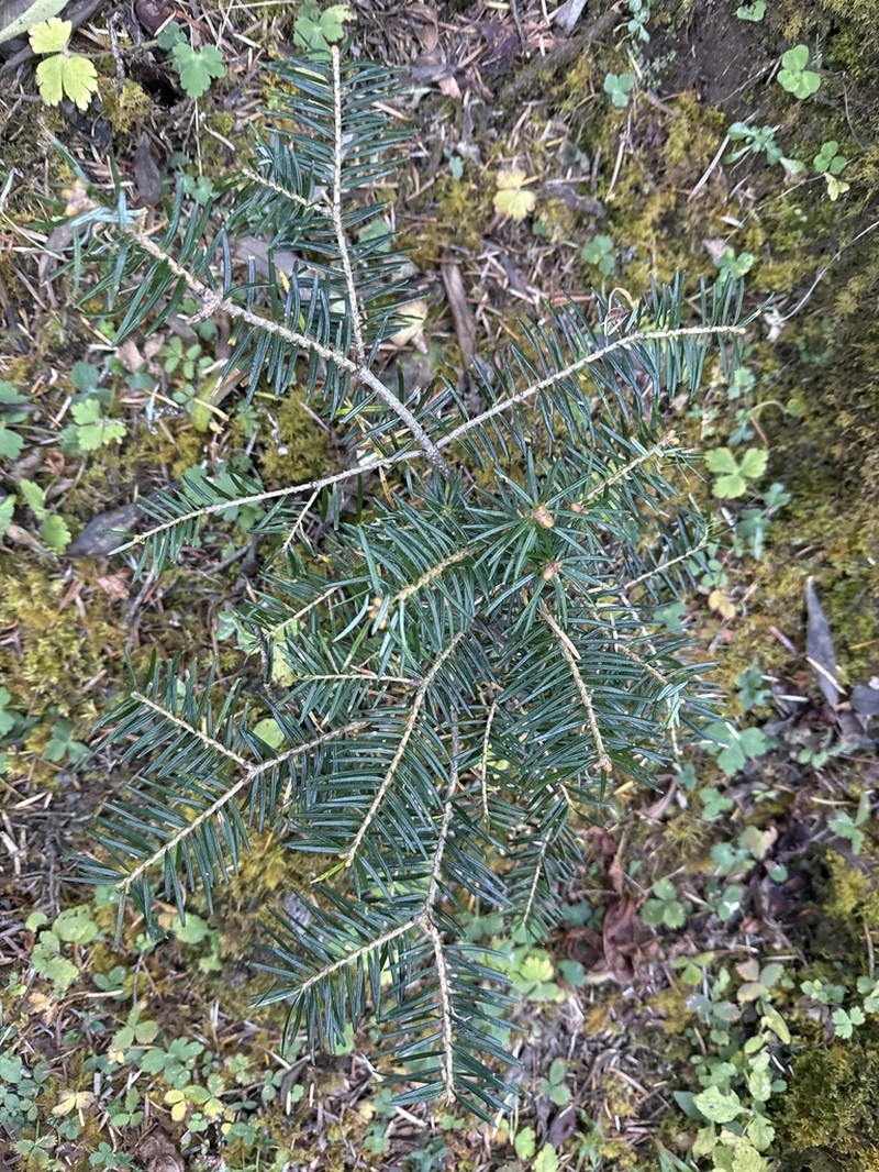 Abies spectabilis photo 5