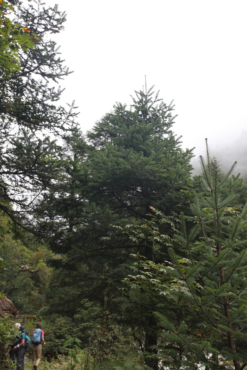 Abies spectabilis photo 6