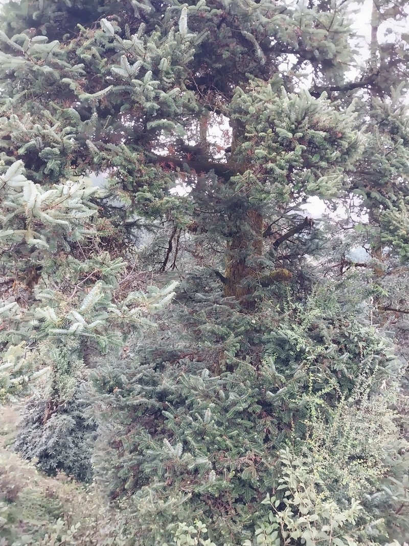 Abies spectabilis photo 7