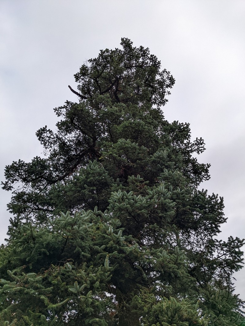 Abies spectabilis photo 8