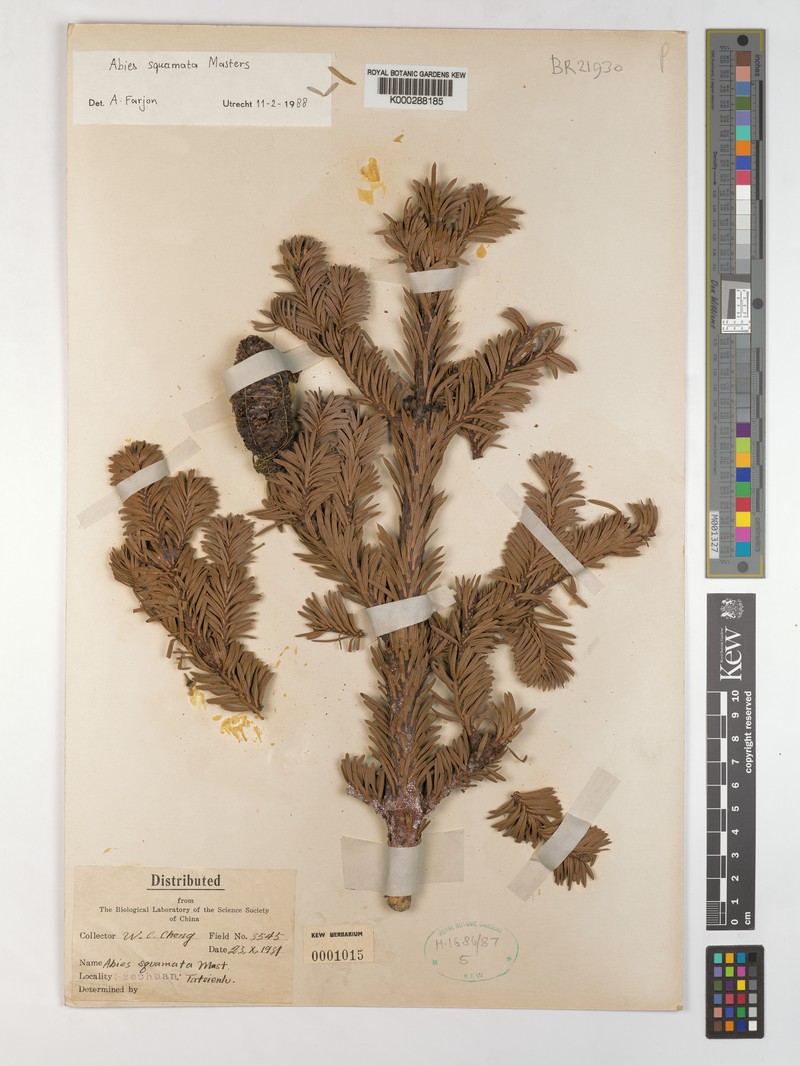 Abies squamata photo 2