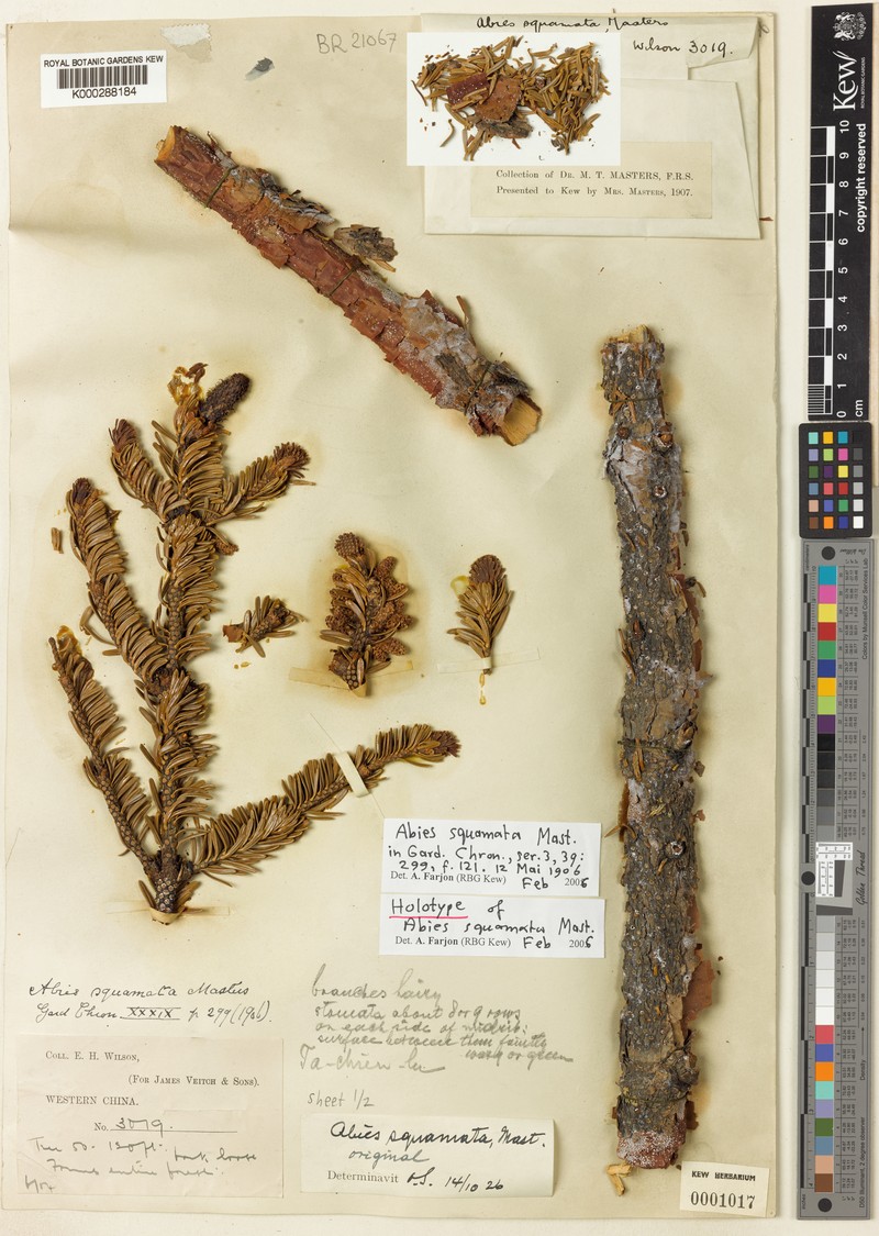 Abies squamata photo 3