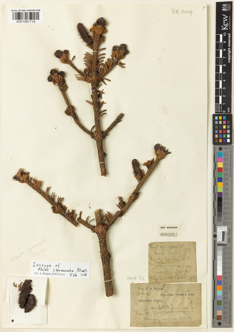 Abies squamata photo 4