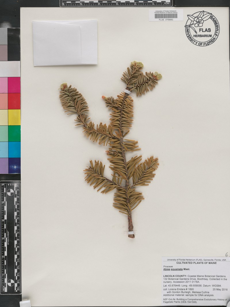 Abies squamata photo 5
