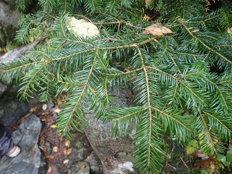 Christmastree photo 3