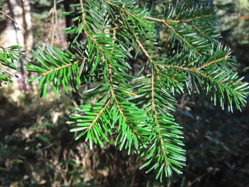 Christmastree photo 5