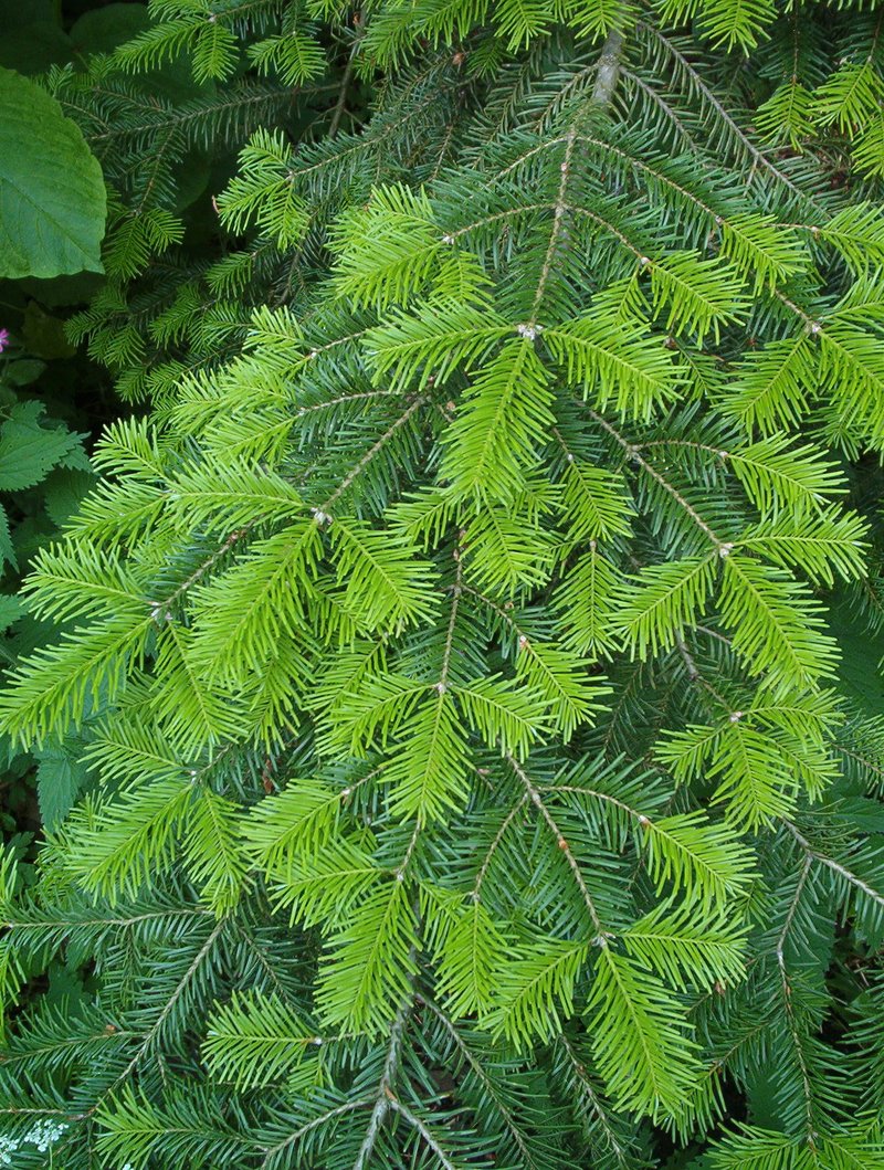 Christmastree