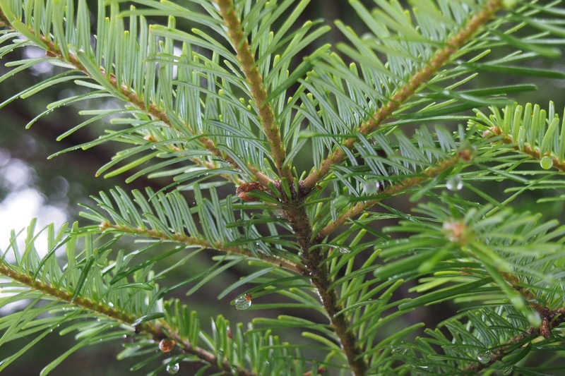 Abies veitchii var. veitchii