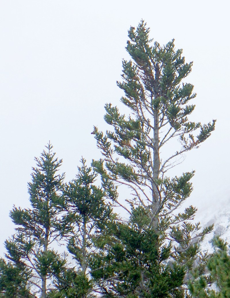 Abies vejarii