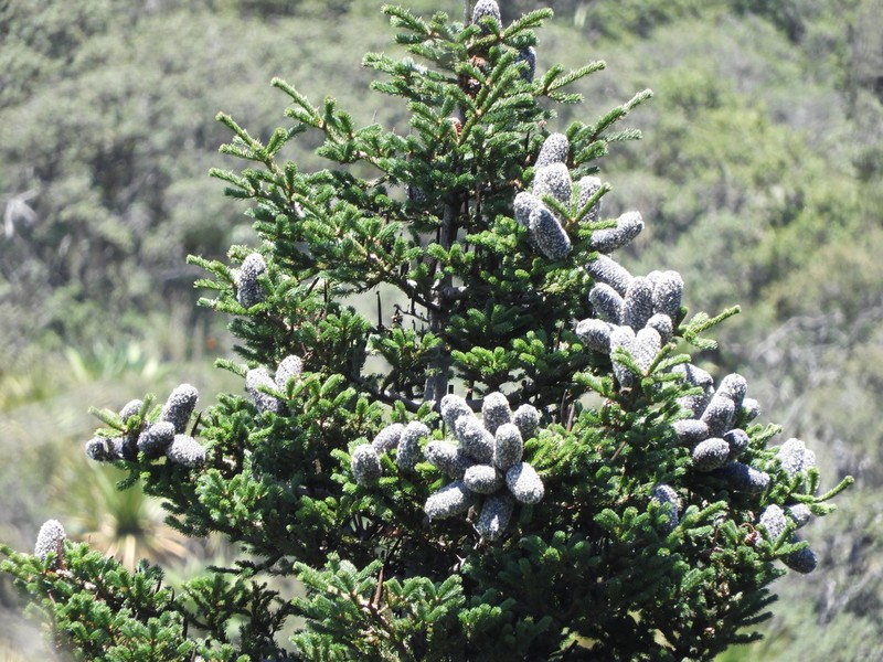 Abies vejarii photo 2