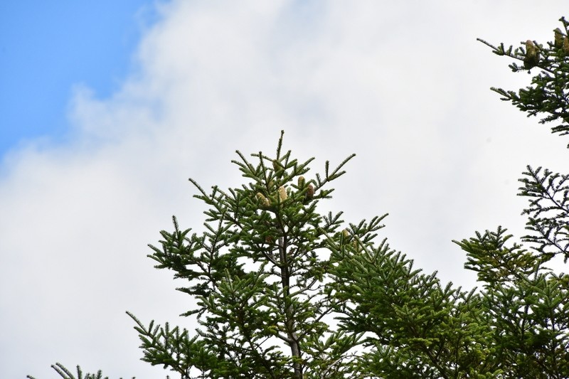 Abies vejarii photo 3