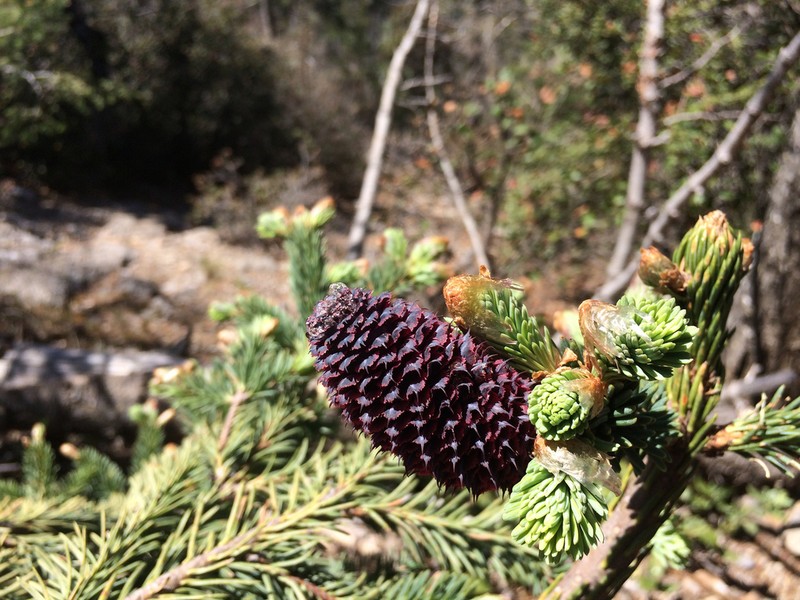 Abies vejarii photo 4