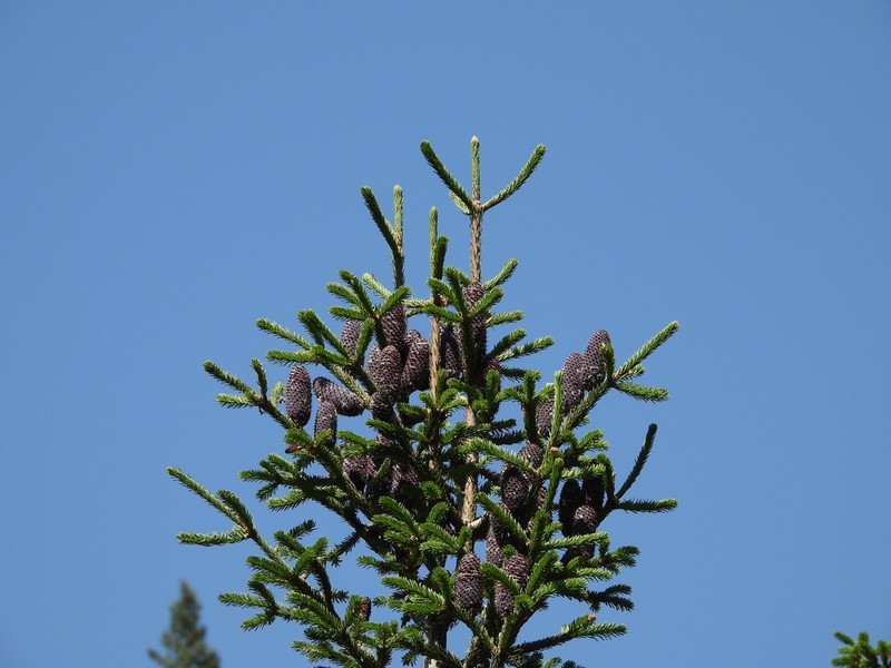 Abies vejarii photo 5