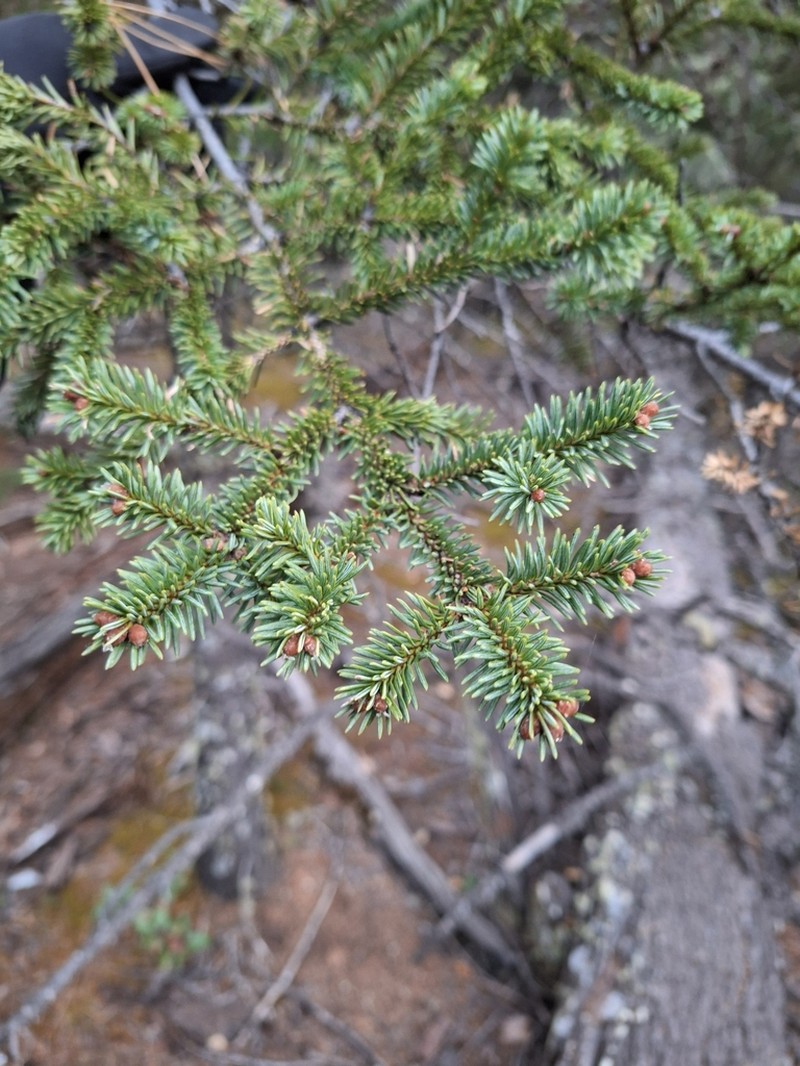 Abies vejarii photo 6