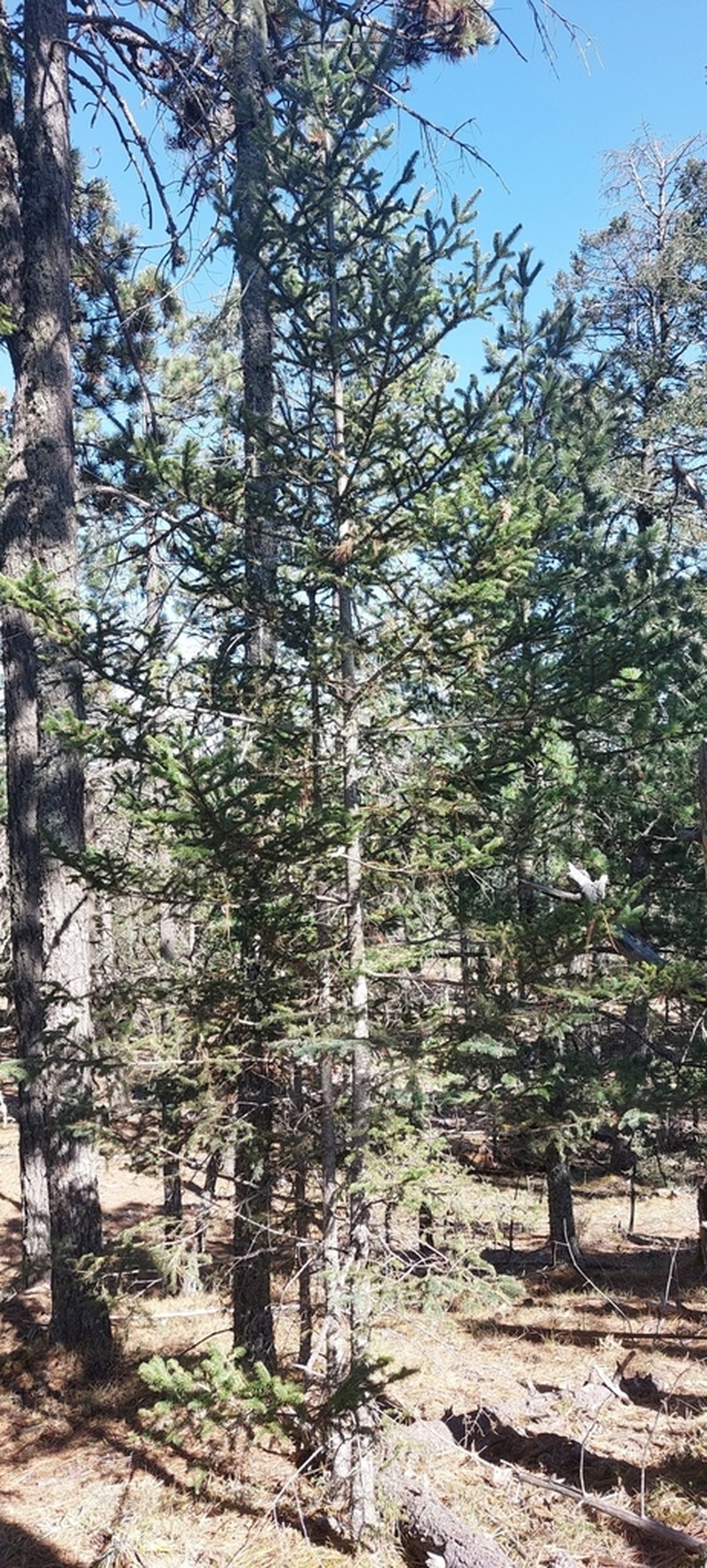 Abies vejarii photo 7
