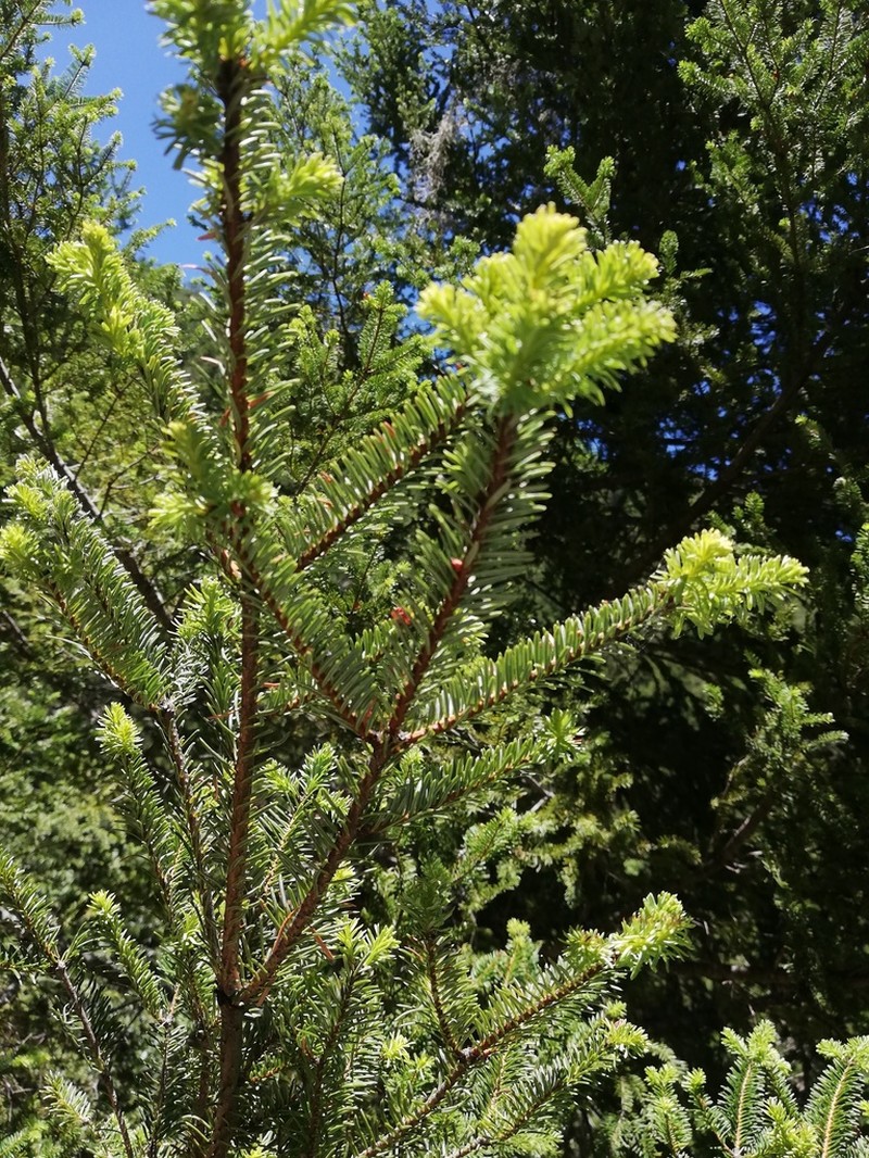 Abies vejarii photo 8