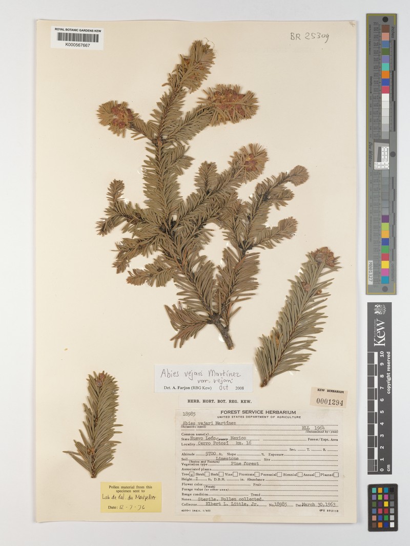 Abies vejarii var. vejarii