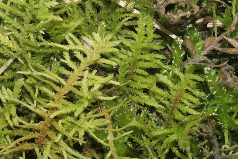 Abietinella Moss