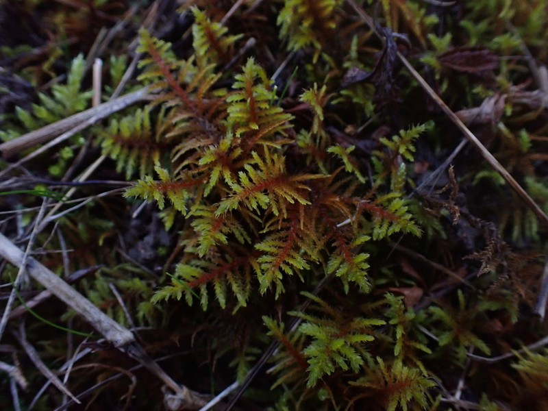 Abietinella Moss photo 2
