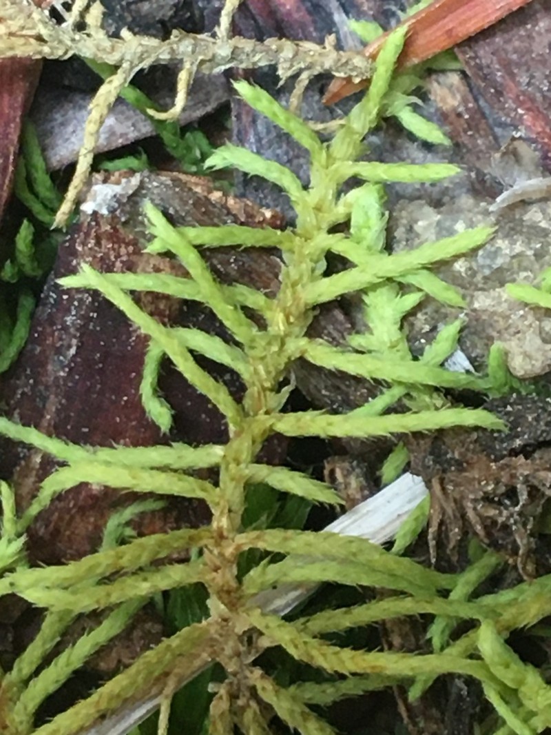 Abietinella Moss photo 3