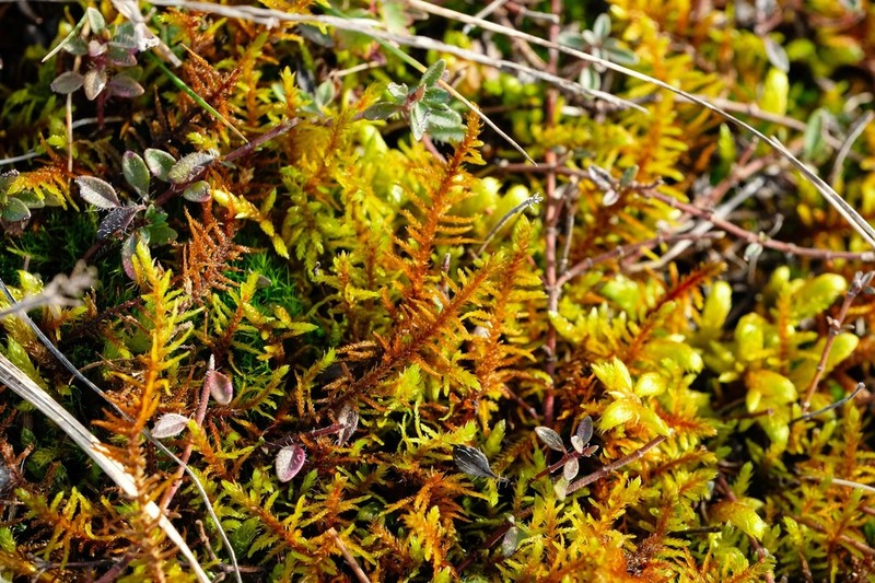 Abietinella Moss photo 4
