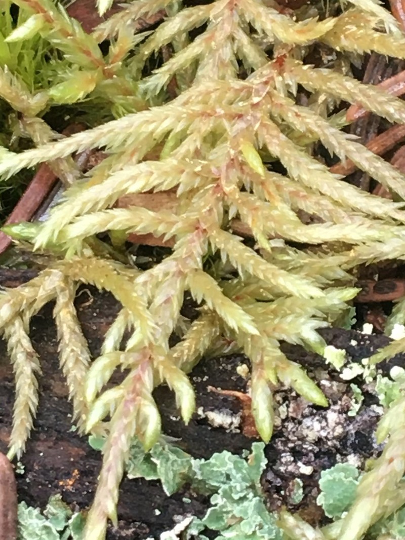 Abietinella Moss photo 5