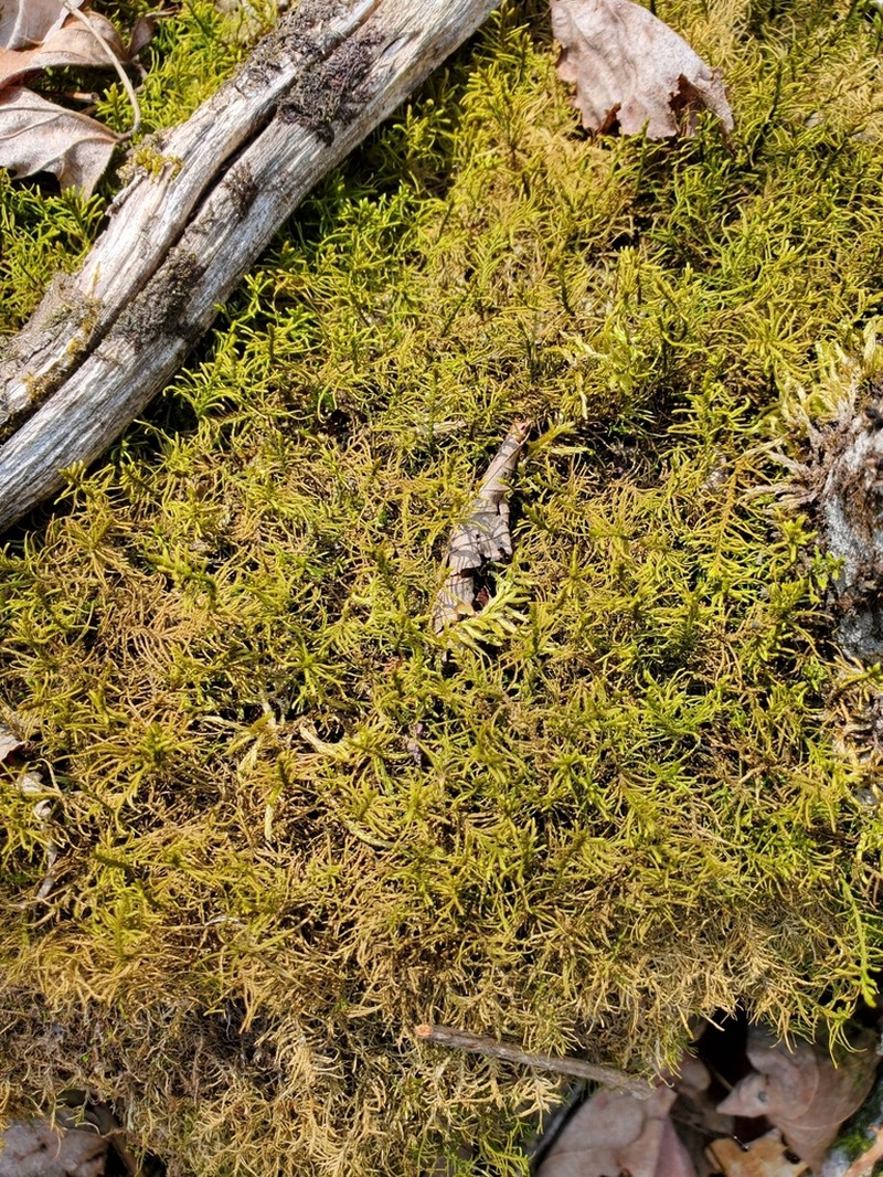 Abietinella Moss photo 6