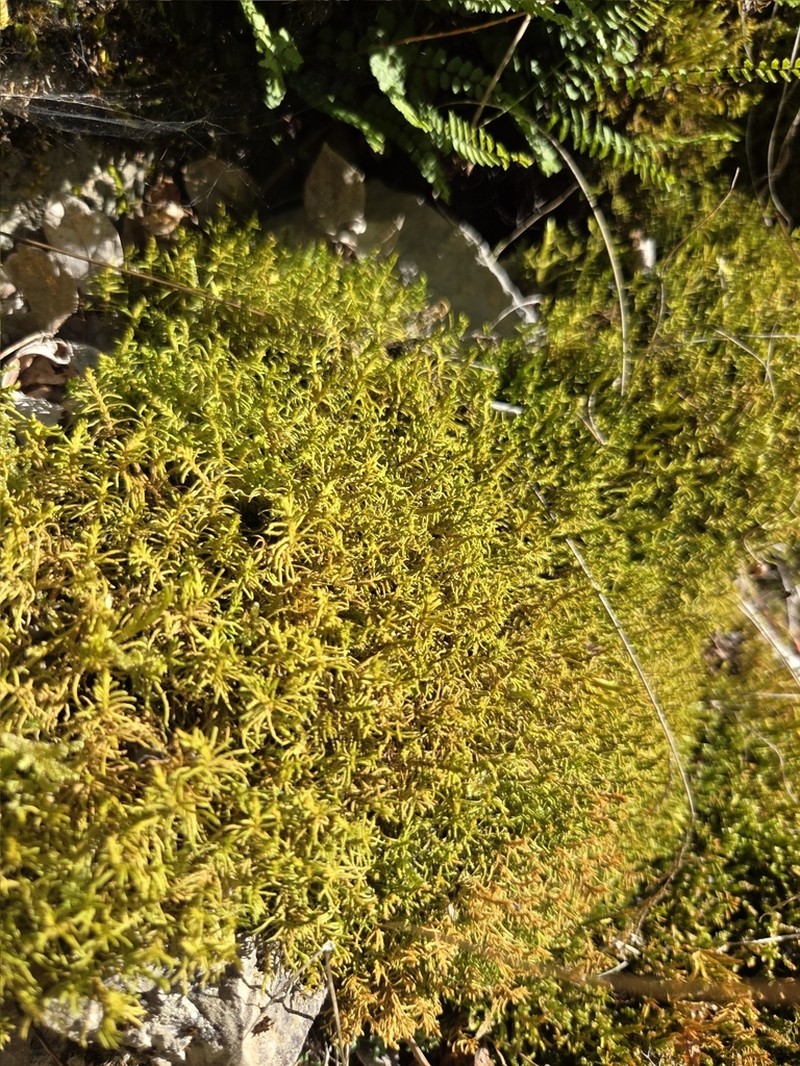 Abietinella Moss photo 7