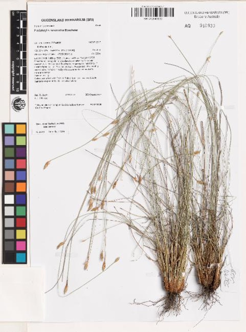 Abildgaardia macrantha