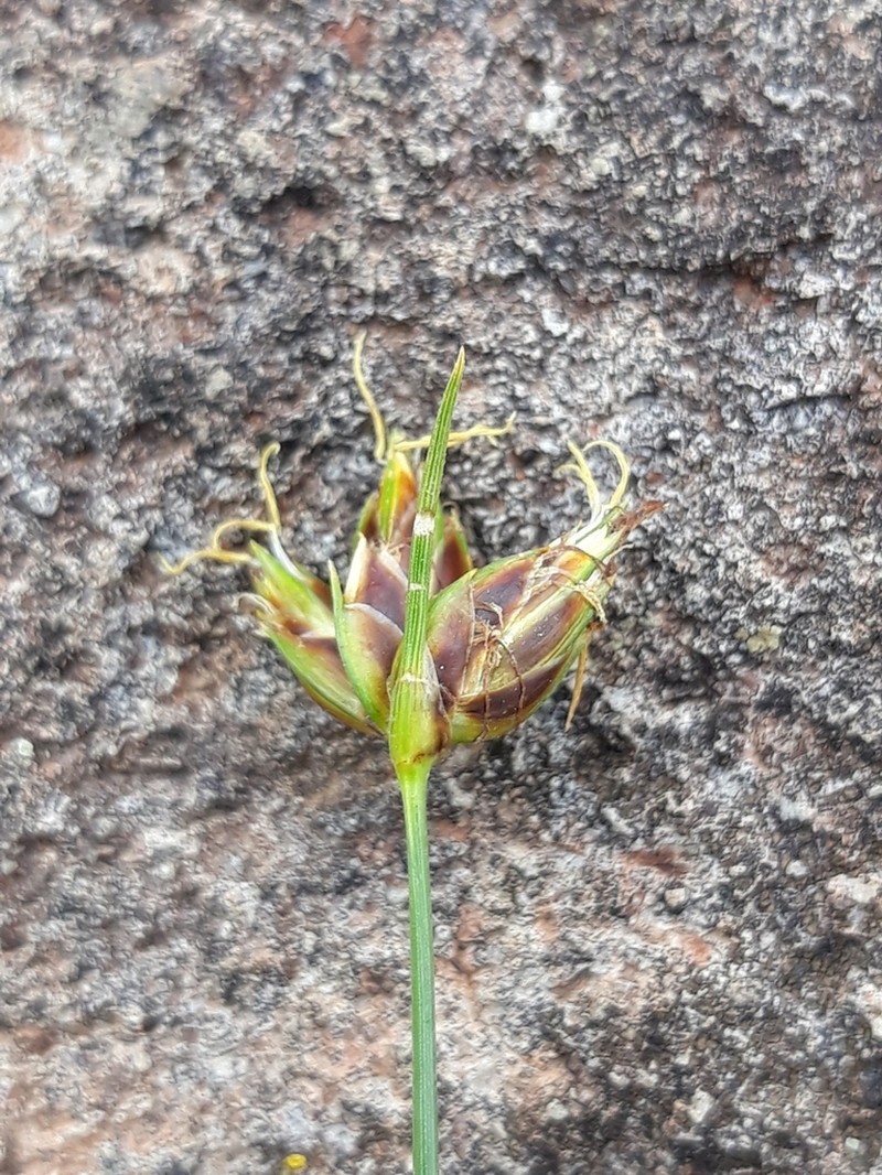 Abildgaardia mexicana