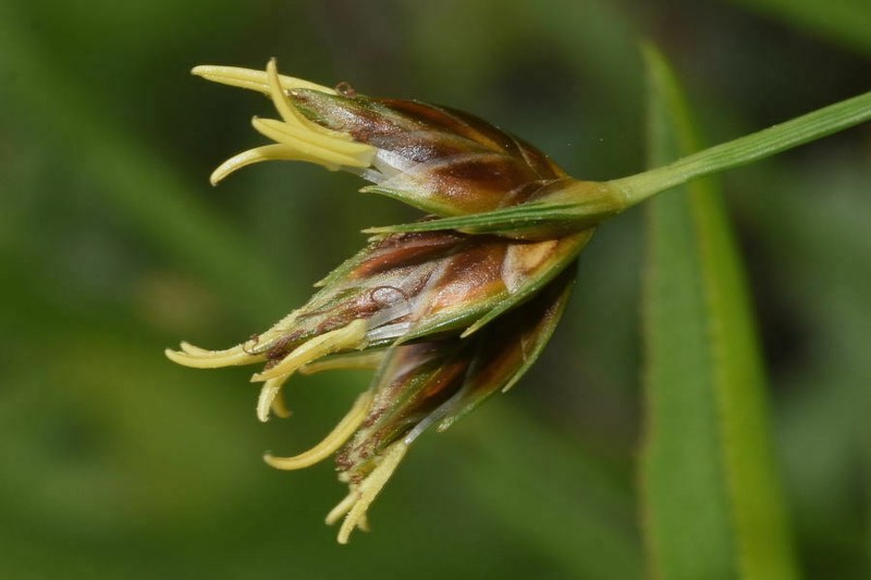 Abildgaardia mexicana photo 2