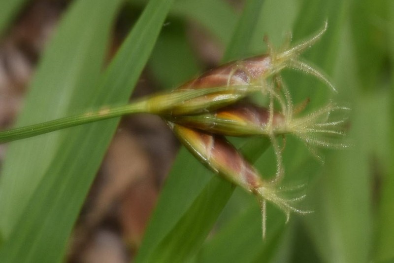 Abildgaardia mexicana photo 3