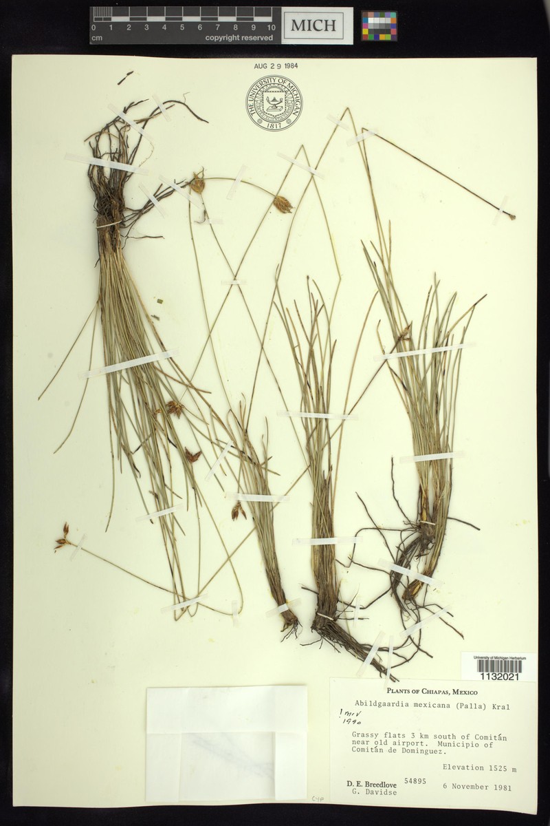 Abildgaardia mexicana photo 4