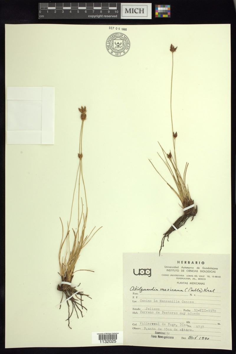 Abildgaardia mexicana photo 5