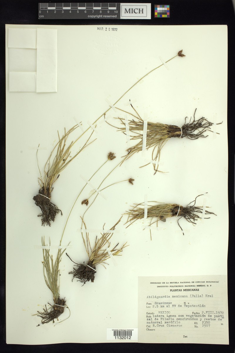 Abildgaardia mexicana photo 6