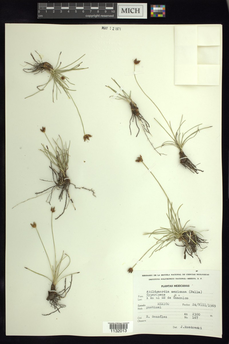 Abildgaardia mexicana photo 7