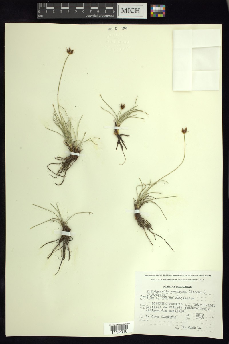 Abildgaardia mexicana photo 8