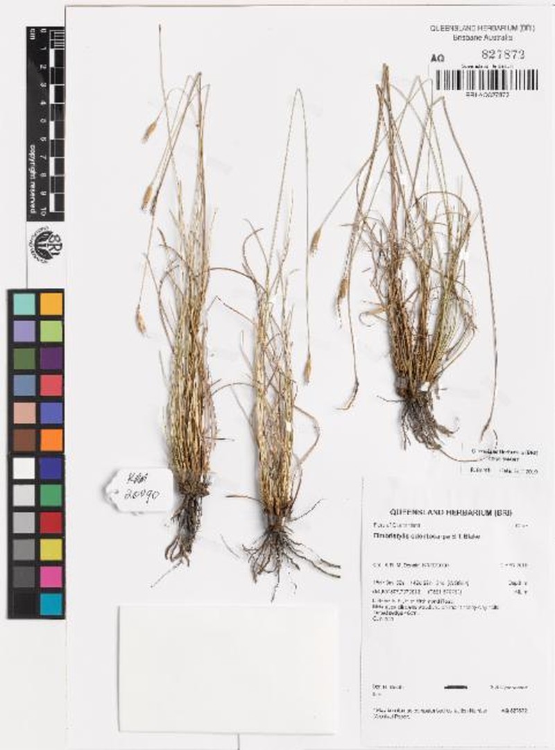 Abildgaardia odontocarpa