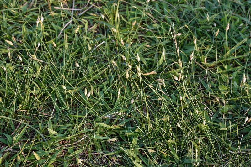 Flatspike Sedge photo 2